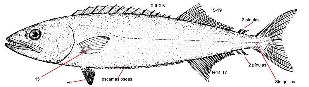 Ruvettus pretiosus_01.jpg